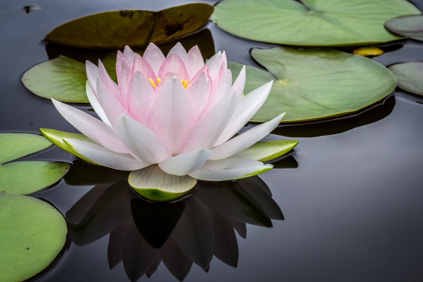 Why ʻAi Pono is the Key to Sustainable Wellness